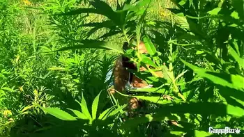 Milf celebrates 420day with outdoor BBC pounding Amsterdam