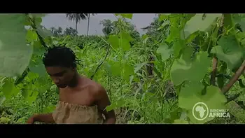 Bangnolly Africa - Beautiful African Maidens get quick outdoor blowjob