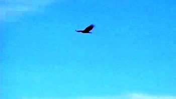 Hardcore anal threesome with smart babes