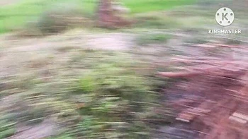 Cuñado folla duro anal a nueva Indian Bhabhi en campo de mostaza